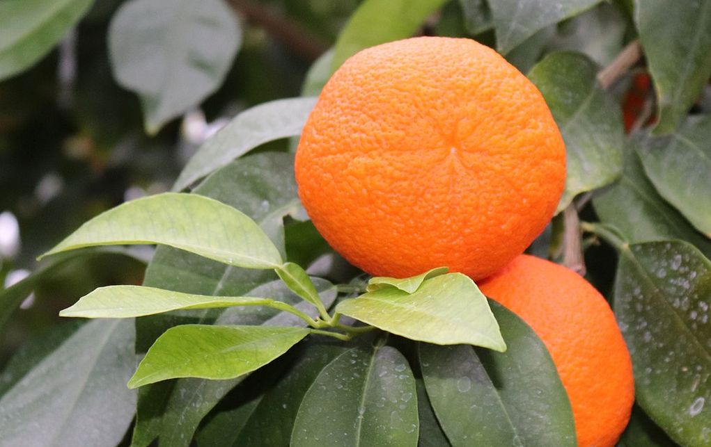 Λακωνία: Τους έβαλε να του μαζεύουν τα πορτοκάλια και του έκλεψαν 38 τόνους