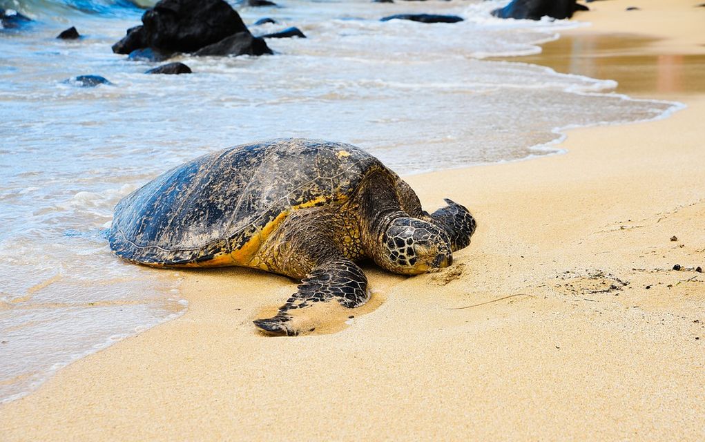 Εθελοντές έσωσαν 30 θαλάσσιες χελώνες από το τσουνάμι στην Ινδονησία