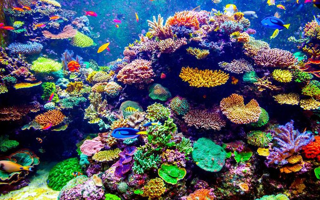 Επικίνδυνη καταστροφή κοραλλιών εξαιτίας κλιματικών αλλαγών!