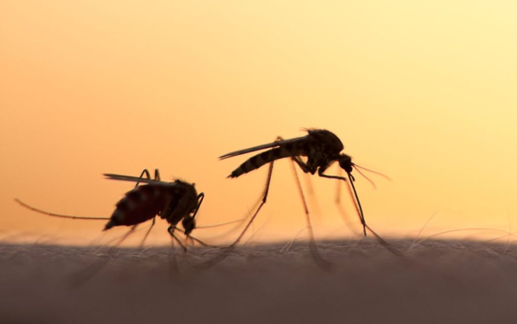 Δήμος Λαγκαδά: Το Πρόγραμμα Καταπολέμησης Κουνουπιών
