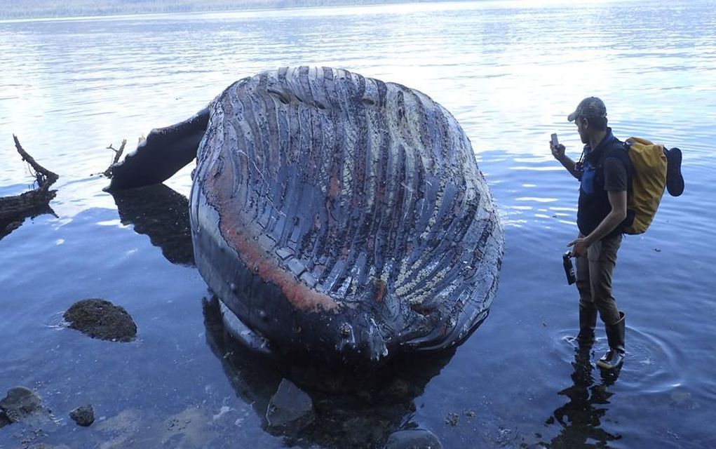 Νεκρή φάλαινα με πάνω από 40 κιλά πλαστικές σακούλες στο στομάχι (vd)
