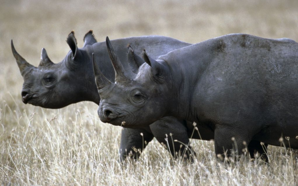 Κένυα: Λαθροκυνηγοί σκότωσαν μαύρους ρινόκερους