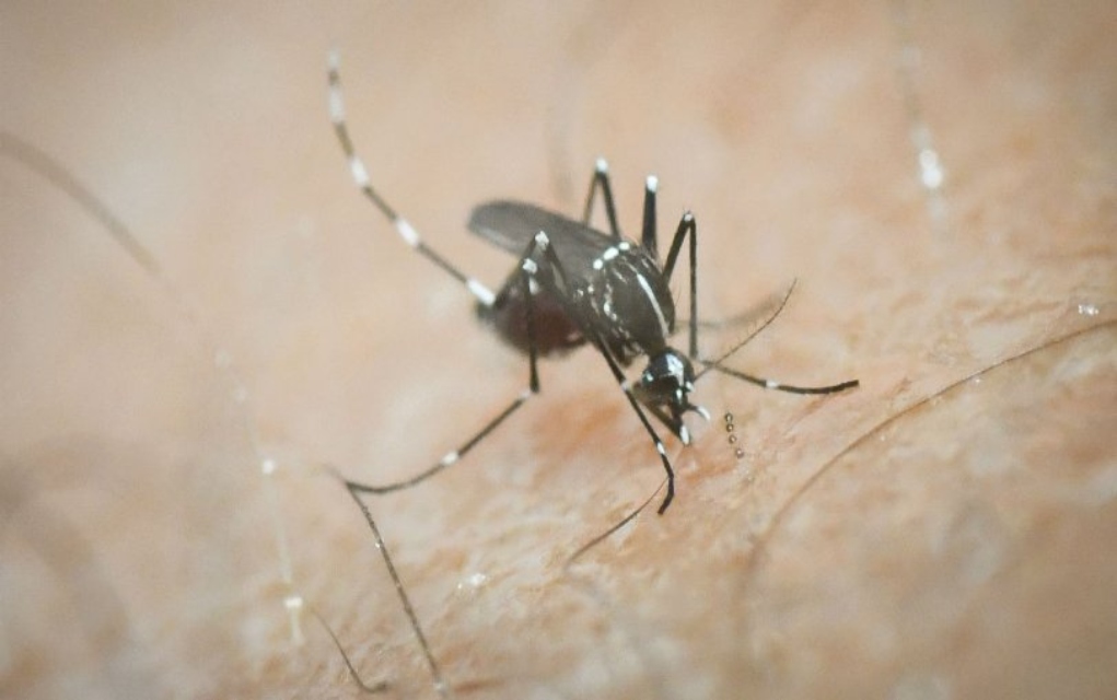 Επτά φυσικοί τρόποι για την απώθηση των κουνουπιών