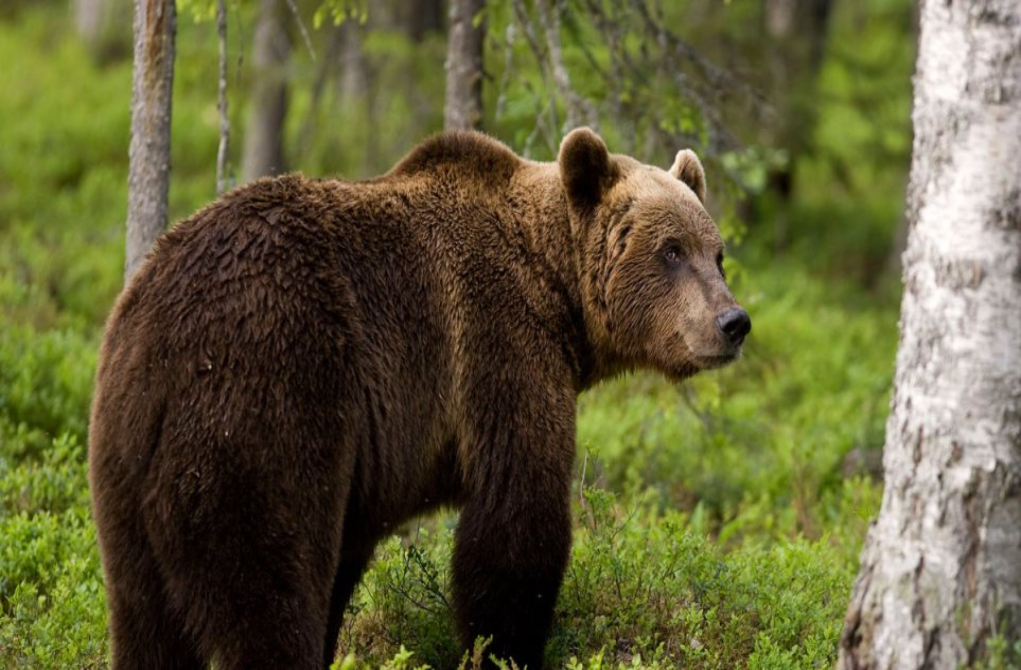 Αρκούδα επιτίθεται σε χωριό της Κοζάνης - Αναστατωμένοι οι κάτοικοι
