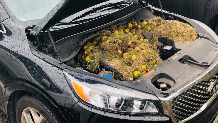 Zευγάρι βρήκε στη μηχανή του αυτοκινήτου του πάνω από 200 καρύδια και χόρτα που είχαν αποθηκεύσει σκίουροι