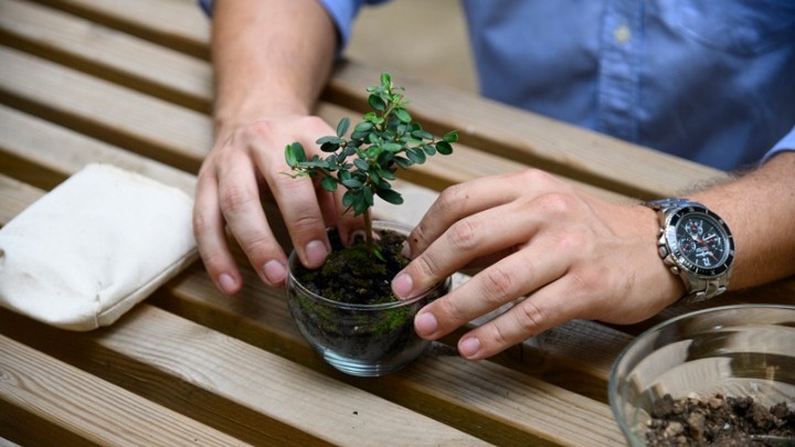PlantBox: Το μικροσκοπικό ελαιόδεντρο που ταξιδεύει σε όλον τον κόσμο
