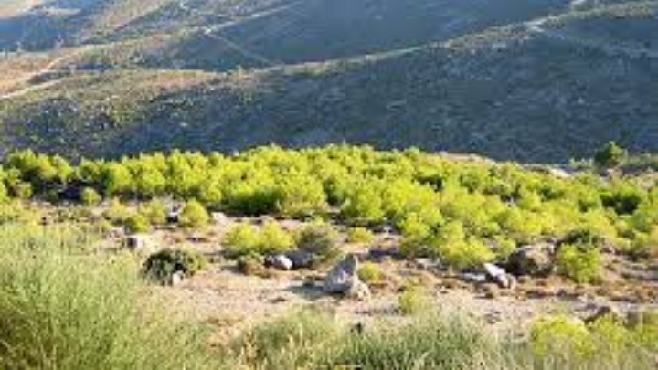 Γ. Αμυράς: Εθνικό Πρόγραμμα Αναδασώσεων - Θα φυτέψουμε 30 εκατ. δέντρα