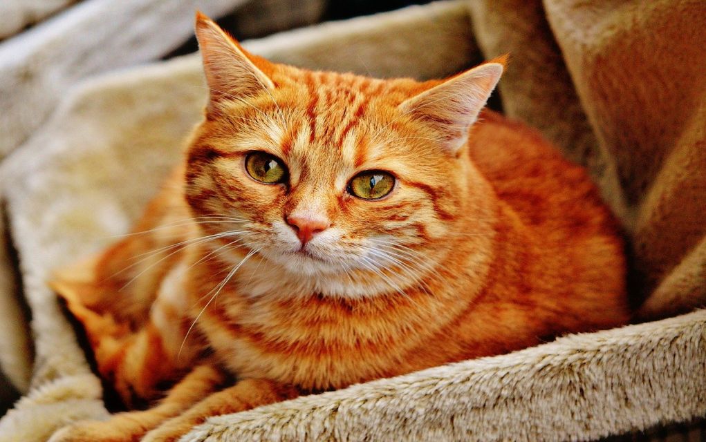 Δέκα μυστικά για να σας αγαπήσουν περισσότερο οι γάτες σας