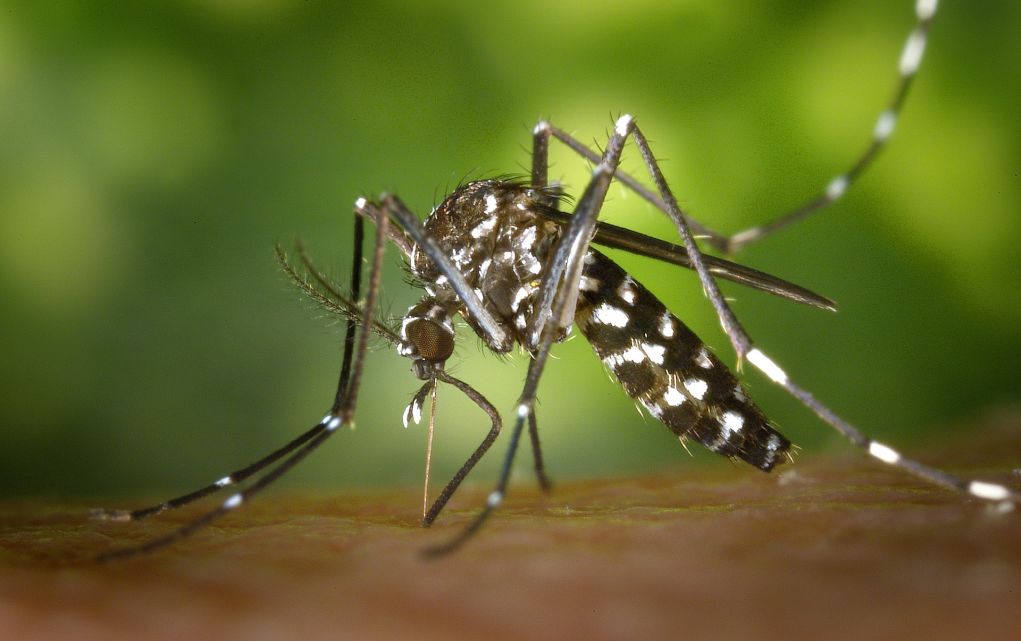 Κρούσμα ελονοσίας στο Διδυμότειχο - Το σαββατοκύριακο στον Έβρο κλιμάκιο του ΕΟΔΥ