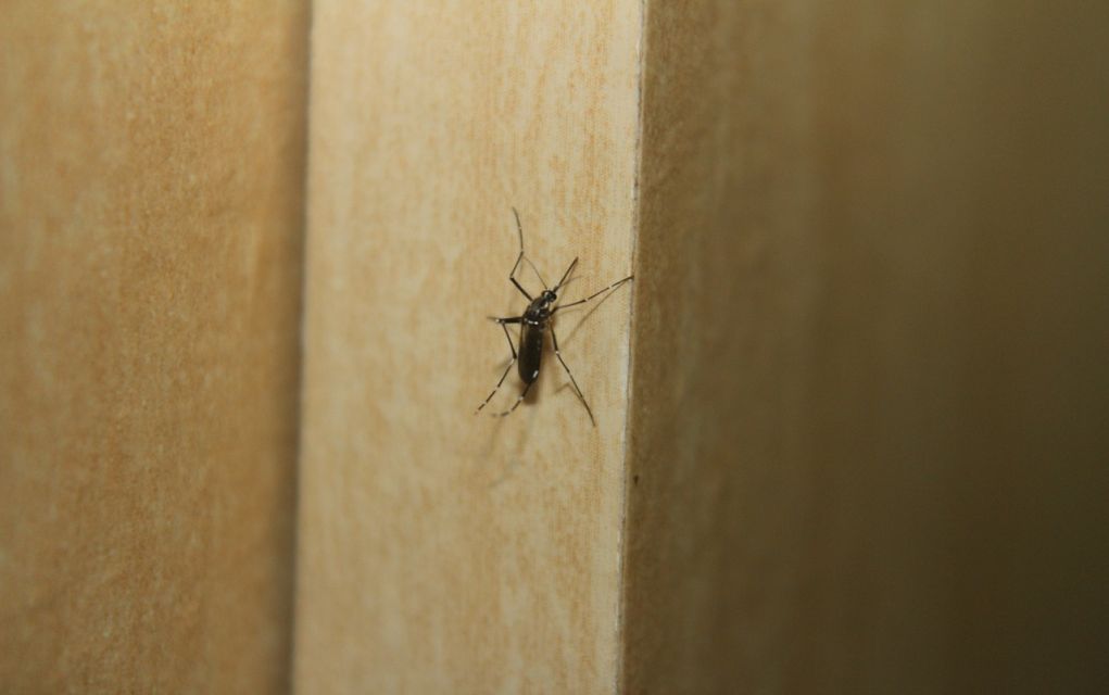 Κουνούπια: Τι να κάνετε για να μη σας τσιμπάνε