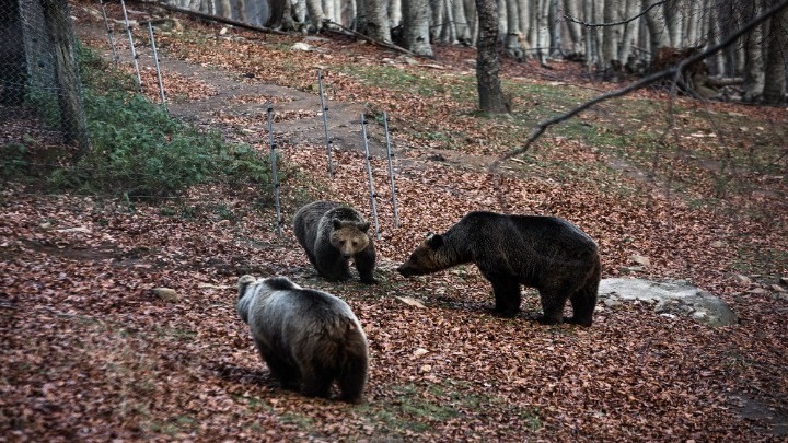 Φλώρινα: Κινητοποίηση για μεγαλόσωμη αρκούδα που παγιδεύτηκε σε παράνομη θηλιά