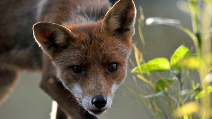 Νεκρή αλεπού από δηλητηριασμένα δολώματα εντοπίστηκε στη Σμίξη Γρεβενών