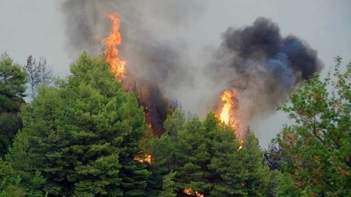 Βοιωτία: Πυρκαγιά σε δασική έκταση στην περιοχή Αγνάντιο