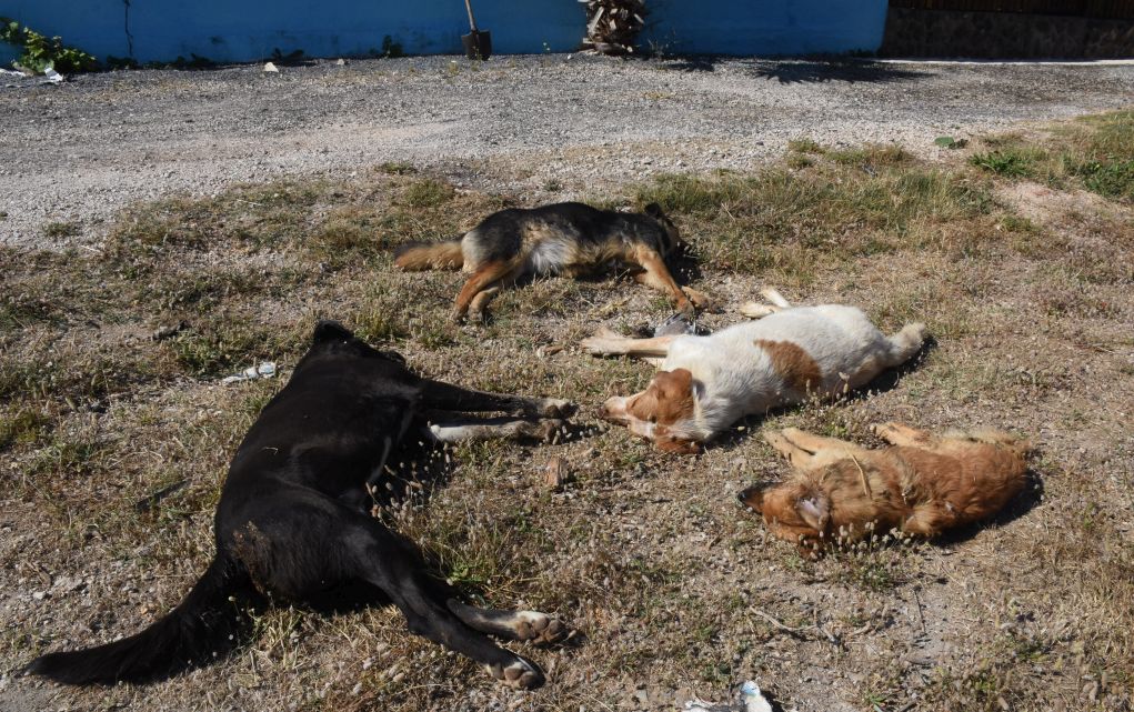 Αργολίδα: Νεκρά σκυλιά από φόλες (σκληρές εικόνες, βίντεο)