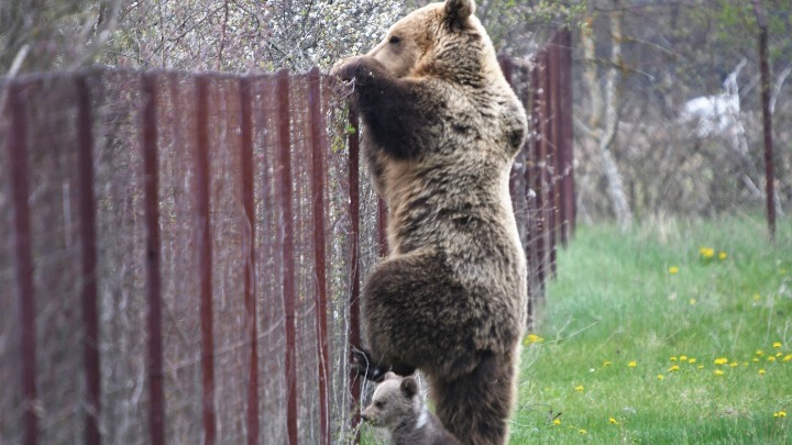 Ζαγοροχώρια: Αρκούδα με τα μικρά της "σουλατσάρουν" στην πλατεία του χωριού - Video