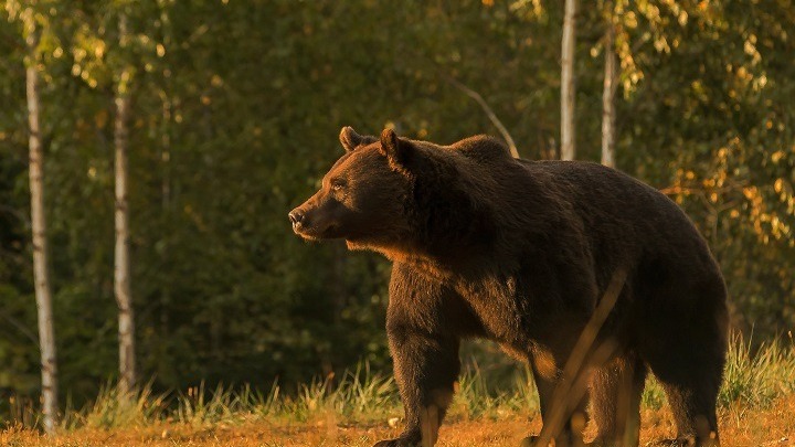 Σλοβακία: Αρκούδα επιτέθηκε και σκότωσε 57χρονο