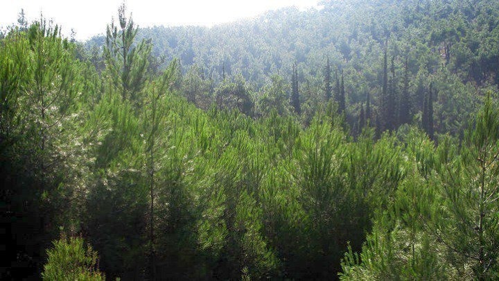 Παράταση ως τις 20 Αυγούστου για την απαγόρευση κυκλοφορίας σε δάση και άλση