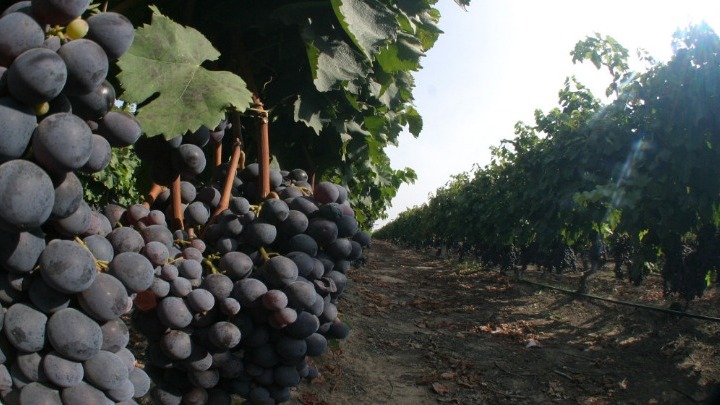 Το κρασί «δικτυώνει» τη Χαλκιδική με τη Γαλλία: Παρουσίαση τοπικών κρασιών και τσίπουρου στο Μπορντώ