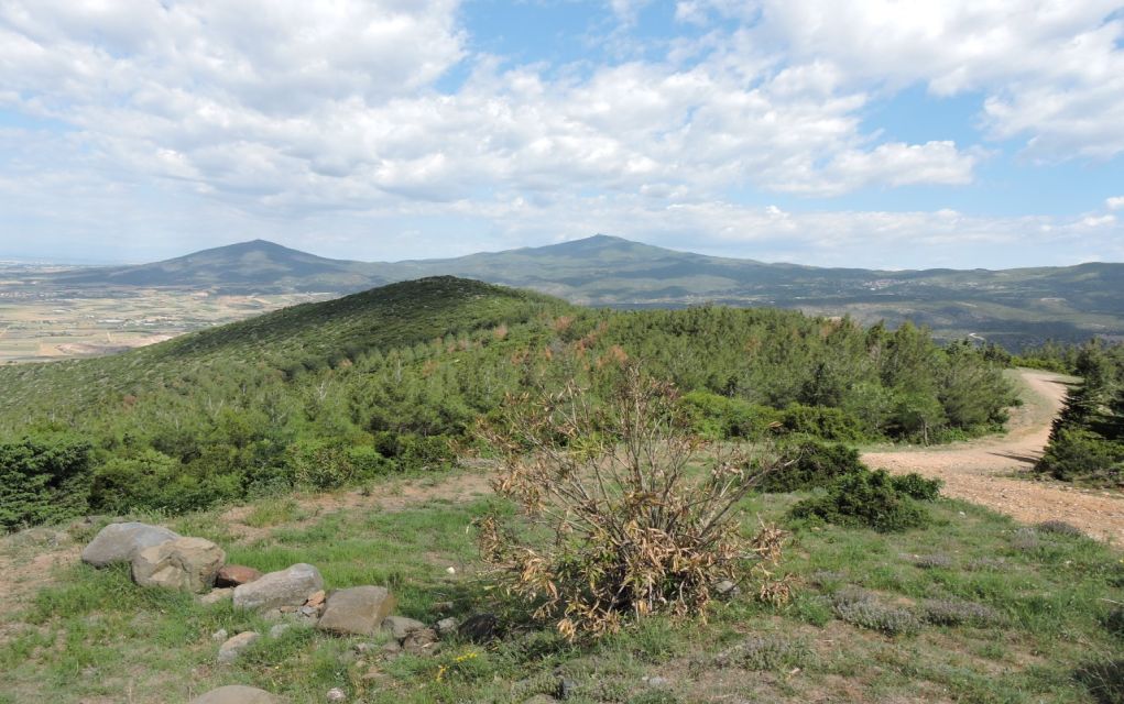 Δήμος Θέρμης: Πρόταση για αναδάσωση 3.560 στρ. στην περιοχή των Βασιλικών