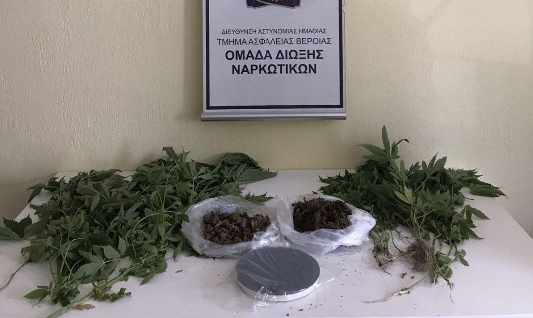 Ημαθία: Σύλληψη ημεδαπού για καλλιέργεια 34 δενδρυλλίων κάνναβης στην αυλή του