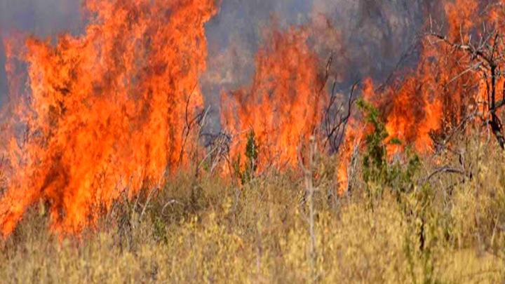 Ελλάδα: Κοντά στις 50 δασικές πυρκαγιές το προηγούμενο 24ωρο