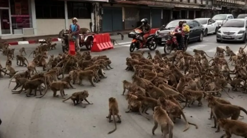 Ταϊλάνδη: Συμμορίες από μαϊμούδες «καταλαμβάνουν» πόλη - Δείτε το viral βίντεο