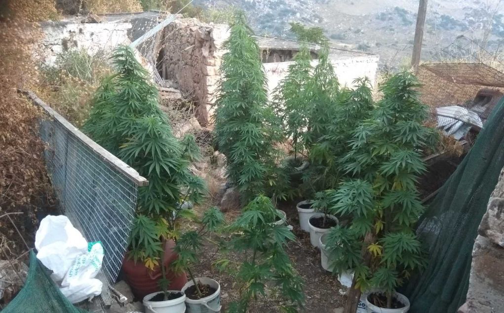 Κρήτη: Καλλιεργούσε δενδρύλλια κάνναβης δύο μέτρων μέσα στο μαντρί του! (pics)