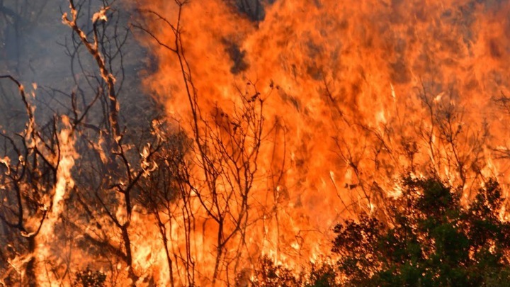 Φωτιά στην Ηλεία: Μεγάλη πυρκαγιά κοντά στην Αμαλιάδα
