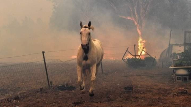 Φωτιά Βαρυπόμπη: Εκατοντάδες ζώα κάηκαν ζωντανά - Συγκινεί η αυτοθυσία των πυροσβεστών (pics)