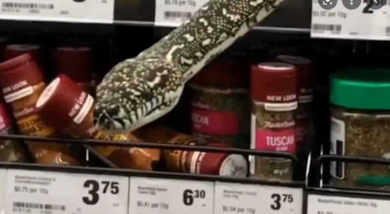 Σίδνεϊ: Φίδι ξεπρόβαλλε μέσα από ράφι με μπαχαρικά σε σούπερ μάρκετ - Δείτε το ΒΙΝΤΕΟ