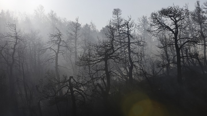 Βίλια: Σε ύφεση η φωτιά - 31 δασικές πυρκαγιές το τελευταίο 24ωρο στην Ελλάδα (vid)
