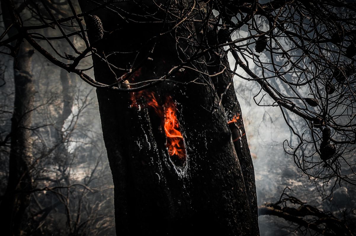 Φωτιά στα Βίλια - Ενισχύονται οι δυνάμεις της Πυροσβεστικής