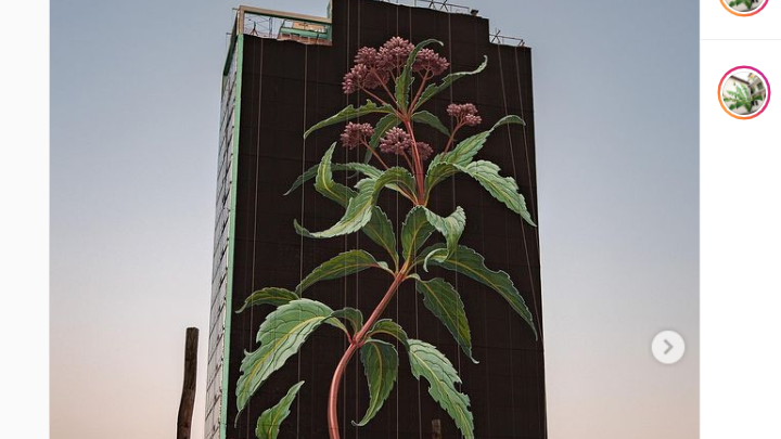 Ένα γιγαντιαίο αγριολούλουδο σε 20ώροφο κτήριο στην Jersey City (pics)