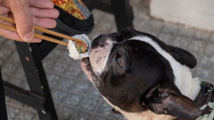 Εστιατόριο σερβίρει σούσι για σκύλους